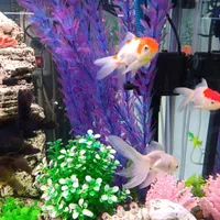 آکواریوم مرکزی خلیج فارس|ماهی|یاسوج, |دیوار