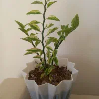 گلهای خانگی|گل و گیاه طبیعی|دورود, |دیوار