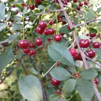 آلبالوی درجه یک تضمینی و مجانی
