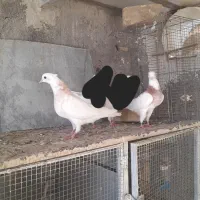 کبوتر طوقی و سوسکی|پرنده|اصفهان, قائمیه|دیوار