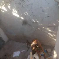 واگذاری سگ|سگ|بم, |دیوار