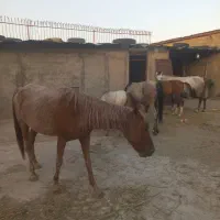 مادیان و کره نریان