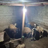 فروش گوسفند داشتی|حیوانات مزرعه|پایین هولار, |دیوار