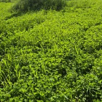 علف رسیده روستای کدائی