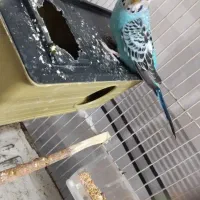 مرغ عشق ماده بالغ به شرط سالم