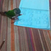 طوطی گیرنچیک کاملادستی