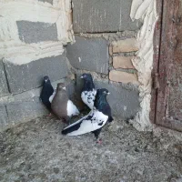 سینه سیاه پرشی