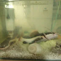 2 عدد ردتیل ماهی با اکواریوم و لوازم|ماهی|هشتگرد, هشتگرد قدیم|دیوار