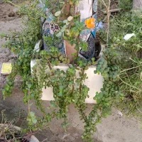 گل وفیکوس بنت قنسول|گل و گیاه طبیعی|بندر گناوه, |دیوار