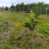 فروش یا معاوضه ۴۱۰متر زمین در جاده سلیمان آباد