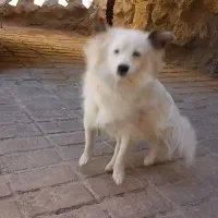 سگ آشپیتز