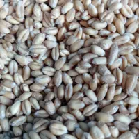 گندم درجه یک