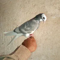 شازده خط دار مصری