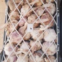 سیردرجه یک