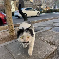 خط ایرانسل رند