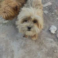 جفت سگ شیتزو اصیل