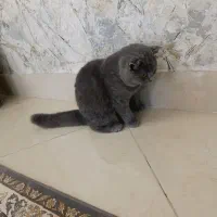 بچه گربه اسکاتیش بلو ( دختر) چهار ماهه|گربه|بندرعباس, |دیوار