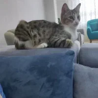 گربه پسر، مهربون و بازیگوش|گربه|رشت, منظریه|دیوار