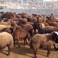 فروش گوسفند به قیمت زیر قیمت بازار