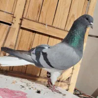 دمگیر نر خرقه گلدم