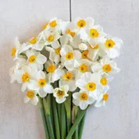 گل نرگس داودی عروس رز برگ آفتاب گردان قرنفل