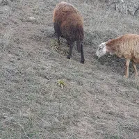 گوسفند بره دار سالم جوان ۸راس|حیوانات مزرعه|سرعین, |دیوار