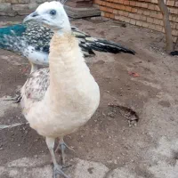 تعدادی طاووس. جوانه  قیمت توافقی