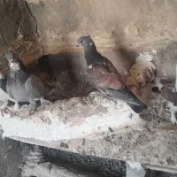 جفت بلژیکی