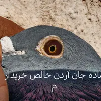 نیسان آبی  شارژی|اسباب‌‌بازی|یزد, |دیوار