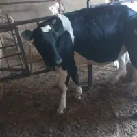 گاو تلیسه چاق بی چرب|حیوانات مزرعه|تنکمان, |دیوار