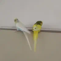 یه جفت مرغ عشق انگلیسی