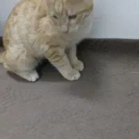 واگذاری گربه نارنجی