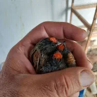 گلبسر|پرنده|سمیرم, |دیوار