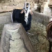 دوبر