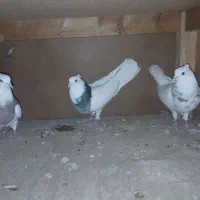 کبوتر طوقی