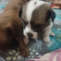 توله پشمالو پامر عروسکی