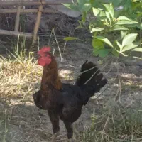خروس محلی اصیل 7 ماهه