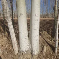 نهال کبوده و شیرین قلمه صنوبر|گل و گیاه طبیعی|سلماس, |دیوار