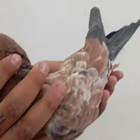 پرنده تاپ درجه یک گم