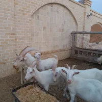 فروش اسب و  بز سانان|حیوانات مزرعه|اردکان, |دیوار
