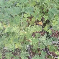 تعدادی گل طبیعی|گل و گیاه طبیعی|زنجان, |دیوار