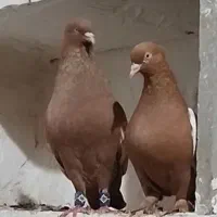 2جفت سینه زرد پرتقالی