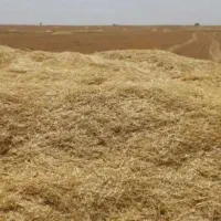 فروش کاه گندم دیم