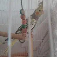 عروس هلندی