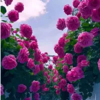 به یک زوج جهت سرایداری در باغ نیازمندیم