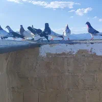 ۱۳ تا کفتر پرشی