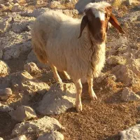 سنجابی مال داشت|حیوانات مزرعه|سرپل ذهاب, |دیوار