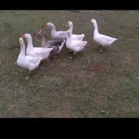 دو عدد قاز به غیر از یونجه چیزی نخورده