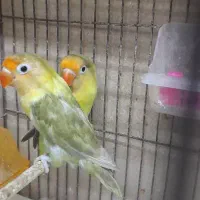 برزیلی کارداده و قناری اهلی مست|پرنده|بهبهان, |دیوار