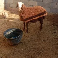 بره همو نر|حیوانات مزرعه|آشخانه, |دیوار